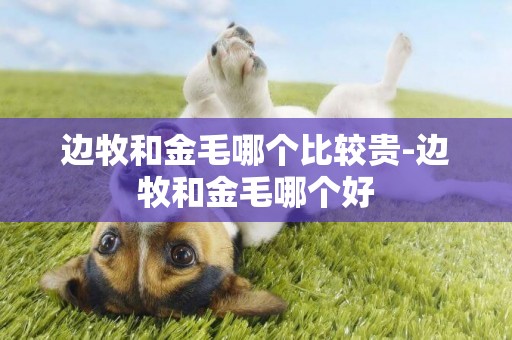 邊牧和金毛哪個比較貴-邊牧和金毛哪個好