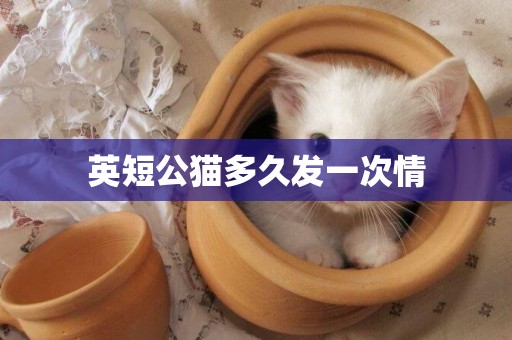 英短公貓多久發一次情