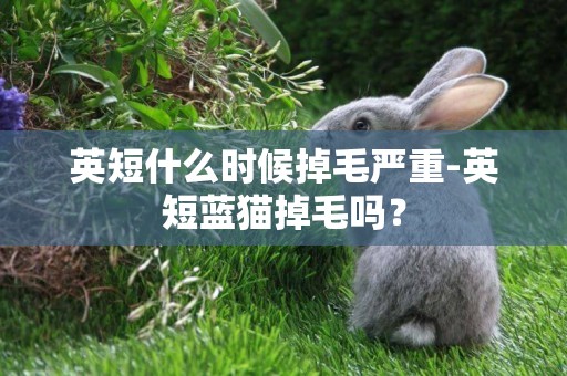 英短什么時候掉毛嚴重-英短藍貓掉毛嗎？