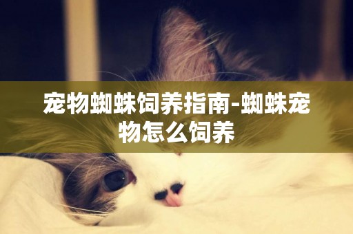 寵物蜘蛛飼養指南-蜘蛛寵物怎么飼養