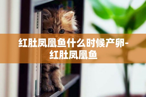 紅肚鳳凰魚什么時候產卵-紅肚鳳凰魚