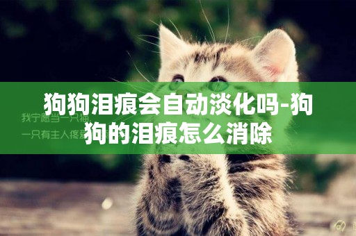 狗狗淚痕會自動淡化嗎-狗狗的淚痕怎么消除