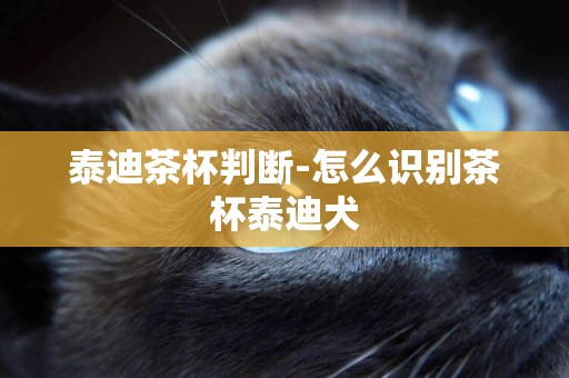 泰迪茶杯判斷-怎么識別茶杯泰迪犬