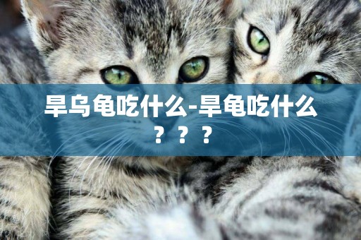 旱烏龜吃什么-旱龜吃什么？？？