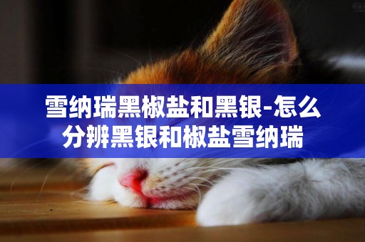 雪納瑞黑椒鹽和黑銀-怎么分辨黑銀和椒鹽雪納瑞