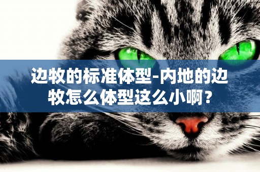 邊牧的標準體型-內地的邊牧怎么體型這么小啊？