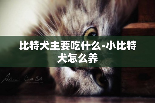 比特犬主要吃什么-小比特犬怎么養
