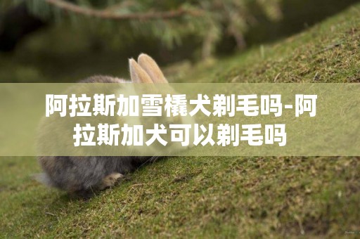 阿拉斯加雪橇犬剃毛嗎-阿拉斯加犬可以剃毛嗎