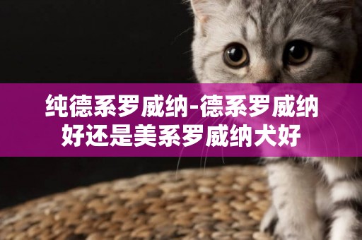 純德系羅威納-德系羅威納好還是美系羅威納犬好