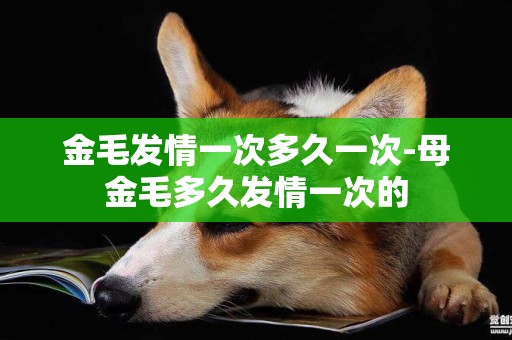 金毛發情一次多久一次-母金毛多久發情一次的