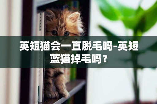 英短貓會一直脫毛嗎-英短藍貓掉毛嗎？