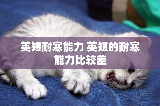 英短耐寒能力 英短的耐寒能力比較差