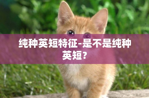純種英短特征-是不是純種英短？