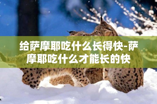 給薩摩耶吃什么長得快-薩摩耶吃什么才能長的快