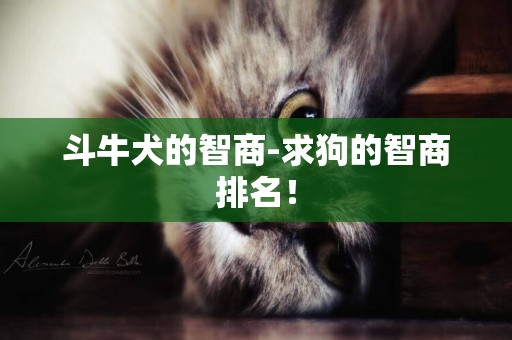 斗牛犬的智商-求狗的智商排名！