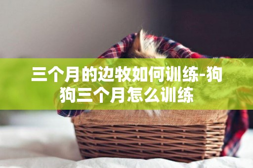 三個月的邊牧如何訓練-狗狗三個月怎么訓練