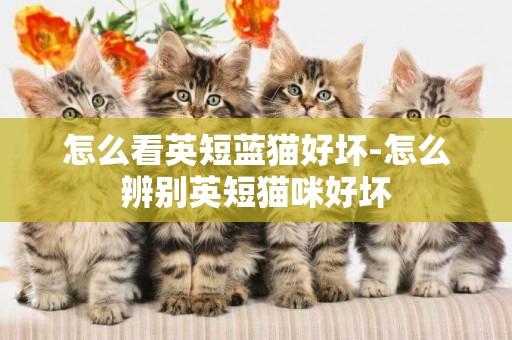怎么看英短藍貓好壞-怎么辨別英短貓咪好壞