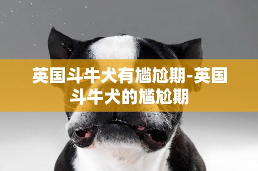英國斗牛犬有尷尬期-英國斗牛犬的尷尬期