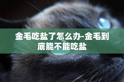 金毛吃鹽了怎么辦-金毛到底能不能吃鹽