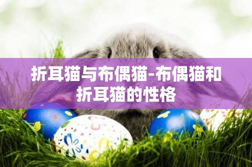 折耳貓與布偶貓-布偶貓和折耳貓的性格