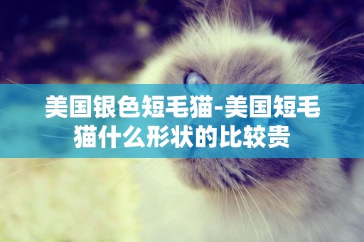 美國銀色短毛貓-美國短毛貓什么形狀的比較貴