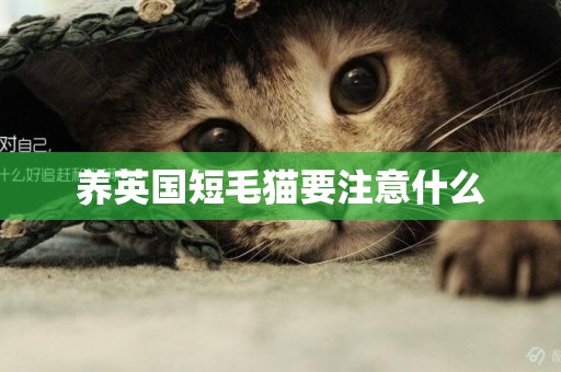 養英國短毛貓要注意什么