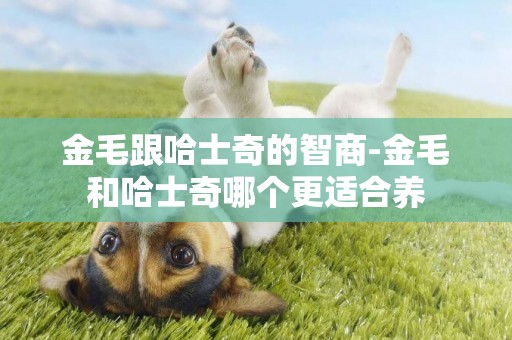 金毛跟哈士奇的智商-金毛和哈士奇哪個更適合養