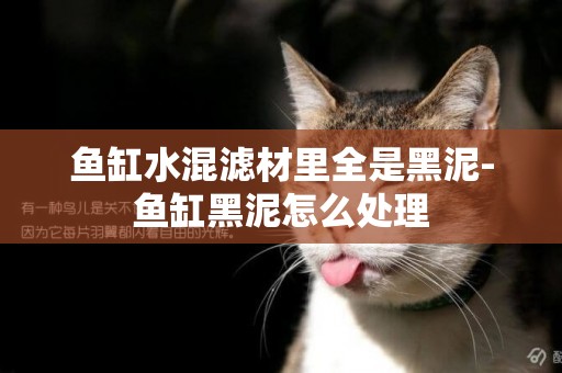 魚缸水混濾材里全是黑泥-魚缸黑泥怎么處理