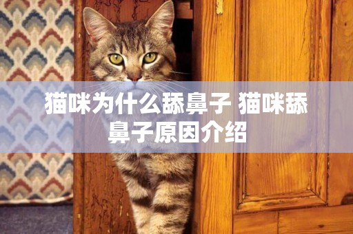 貓咪為什么舔鼻子 貓咪舔鼻子原因介紹