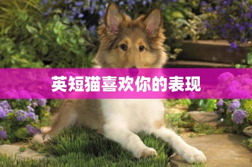 英短貓喜歡你的表現