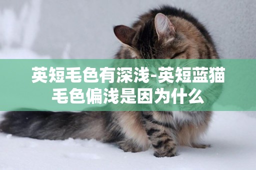 英短毛色有深淺-英短藍貓毛色偏淺是因為什么
