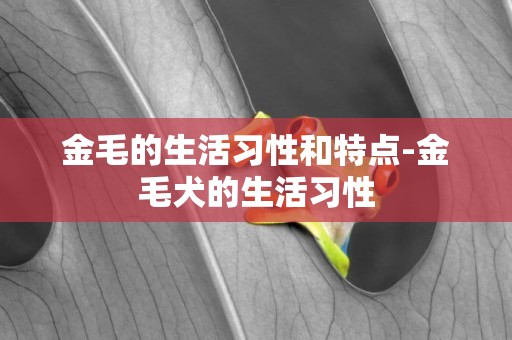 金毛的生活習性和特點-金毛犬的生活習性