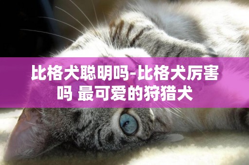 比格犬聰明嗎-比格犬厲害嗎 最可愛的狩獵犬