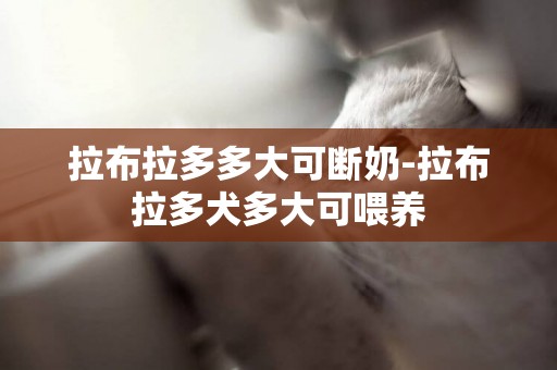 拉布拉多多大可斷奶-拉布拉多犬多大可喂養