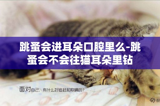 跳蚤會進耳朵口腔里么-跳蚤會不會往貓耳朵里鉆