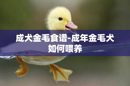 成犬金毛食譜-成年金毛犬如何喂養