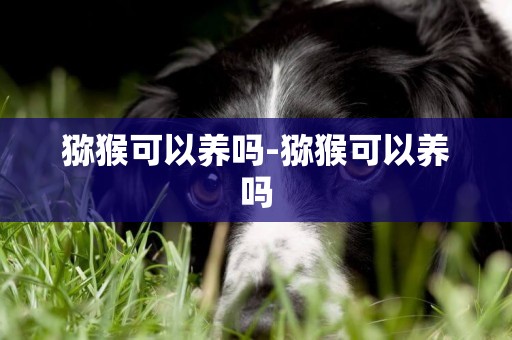 獼猴可以養嗎-獼猴可以養嗎