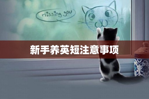 新手養英短注意事項
