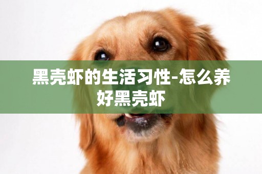 黑殼蝦的生活習性-怎么養好黑殼蝦