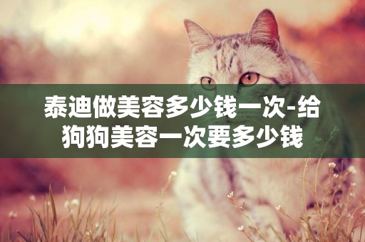 泰迪做美容多少錢一次-給狗狗美容一次要多少錢