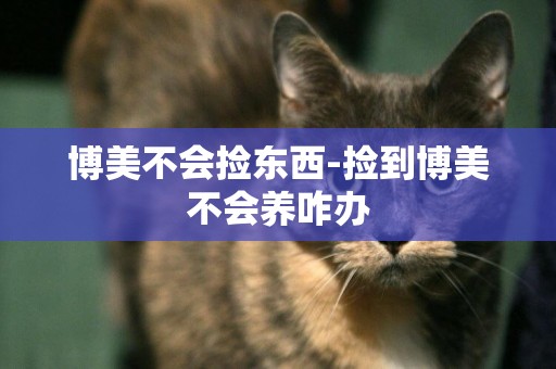 博美不會撿東西-撿到博美不會養咋辦