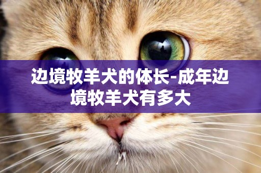 邊境牧羊犬的體長-成年邊境牧羊犬有多大