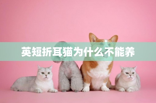 英短折耳貓為什么不能養