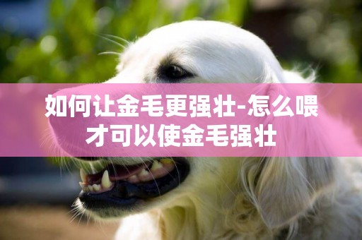 如何讓金毛更強壯-怎么喂才可以使金毛強壯