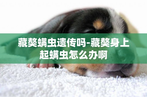 藏獒螨蟲遺傳嗎-藏獒身上起螨蟲怎么辦啊