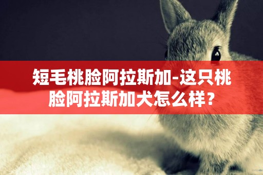 短毛桃臉阿拉斯加-這只桃臉阿拉斯加犬怎么樣？