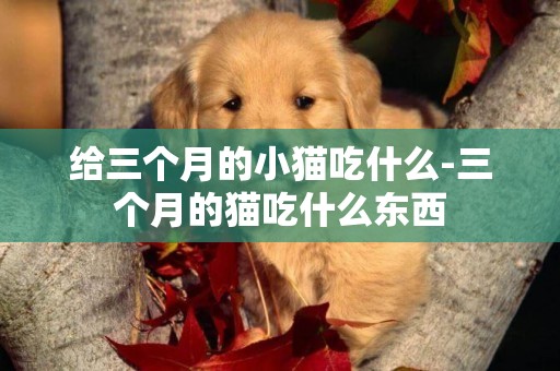 給三個月的小貓吃什么-三個月的貓吃什么東西