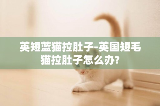 英短藍貓拉肚子-英國短毛貓拉肚子怎么辦?