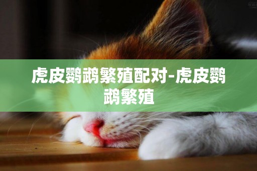 虎皮鸚鵡繁殖配對-虎皮鸚鵡繁殖
