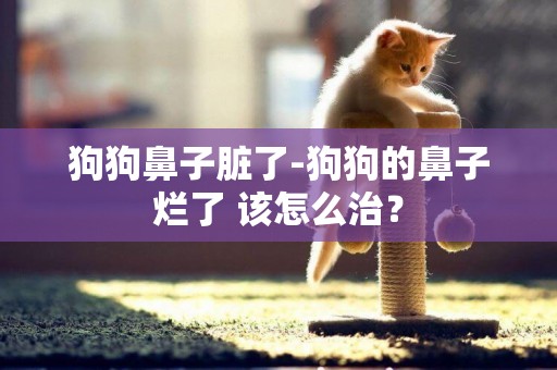 狗狗鼻子臟了-狗狗的鼻子爛了 該怎么治？